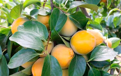 Un helado de kakis de huelva, el más rico del mundo